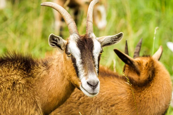 Goat Enclosure — Stock Photo, Image