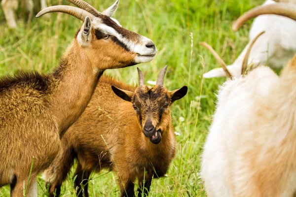 Goat Enclosure — Stock Photo, Image