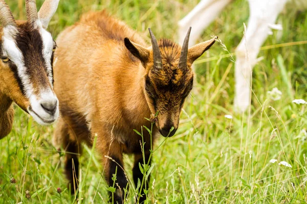 Goat Enclosure — Stock Photo, Image