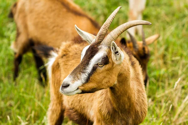 Goat Enclosure — Stock Photo, Image