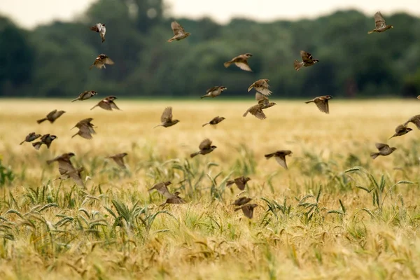 Small birds in rye