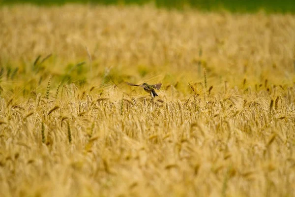 Small birds in rye