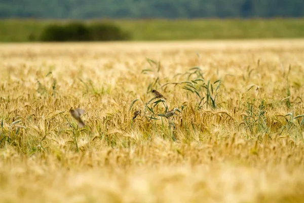 Small Birds Rye — Stock Photo, Image