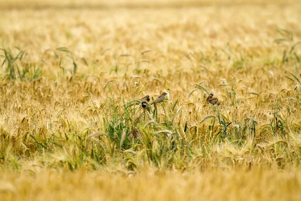 Kleine Vogels Rogge — Stockfoto