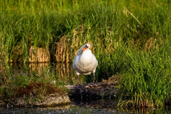 Swan Sunset Cleaning His Feathers — Stock Photo, Image