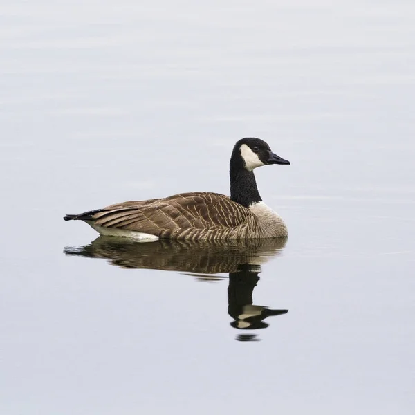 Kanadische Gänsegans Versucht Eine Wasservogelweibchen Europas Verführen Die Lieber Seen — Stockfoto