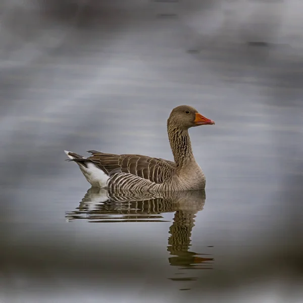 Canada Goosegoose Attempts Seduce Femalelarge Waterbird Europe Prefer Living Lakes — Stock Photo, Image