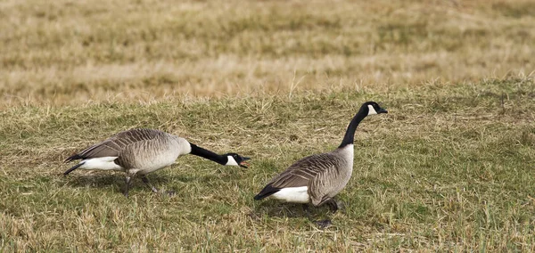 Canada Goosegoose Attempts Seduce Femalelarge Waterbird Europe Prefer Living Lakes — Stock Photo, Image