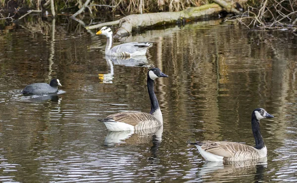 カナダの Goosegoose ヨーロッパの水鳥湖に住んでいることを好む Femalelarge を誘惑しようとしています — ストック写真
