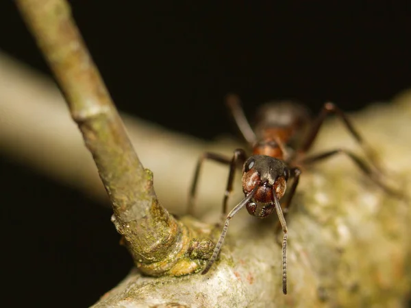 Formigas Formigueiros Preparam Para Casa Para Inverno — Fotografia de Stock