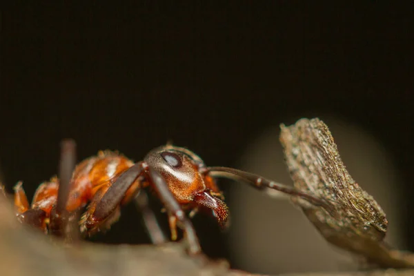 Anthillants のアリ蟻は冬時間の家準備します — ストック写真