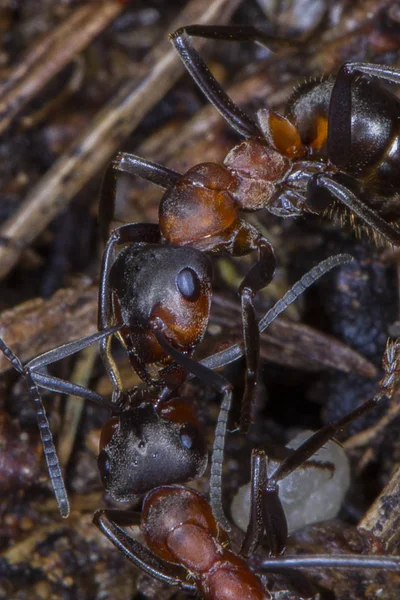 Formigas Formigas Formigueiros Preparam Para Casa Para Tempo Inverno — Fotografia de Stock