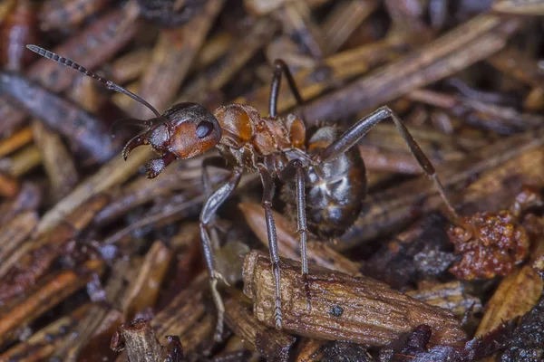 Mrówki Mrówki Anthillants Przygotować Domu Czas Zimowy — Zdjęcie stockowe