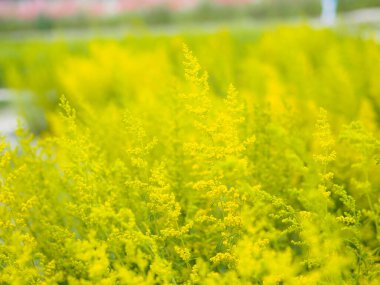 Vahşi doğada sarı çiçekler