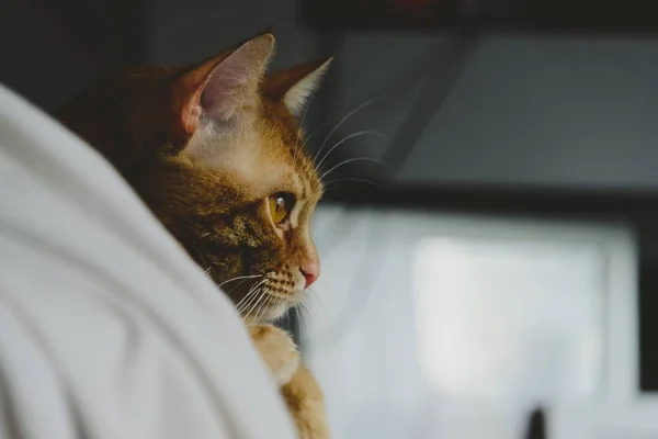 Bliss zaman zencefil bir kedi — Stok fotoğraf