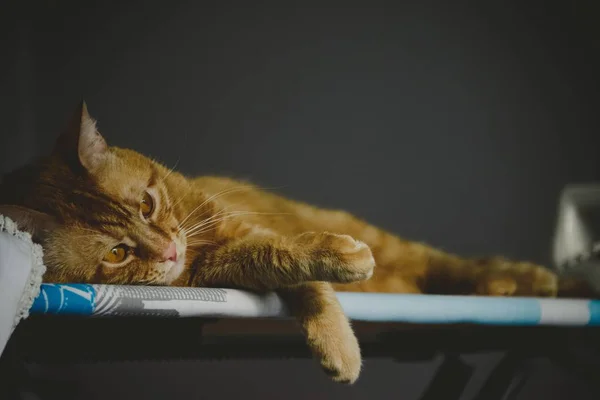 Tempo de felicidade de um gato de gengibre Fotos De Bancos De Imagens Sem Royalties