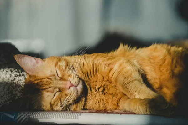 Spící funny zázvor kočka — Stock fotografie