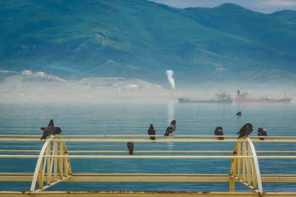 Pigeons on embankment — Stock Photo, Image
