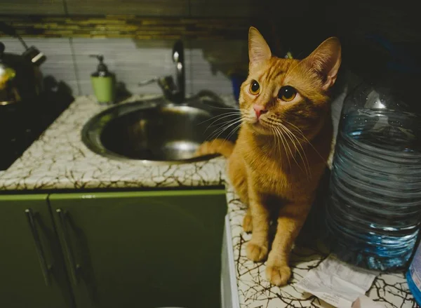 Gato de gengibre engraçado em uma cozinha — Fotografia de Stock