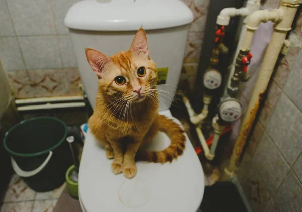 Grappige gember kat op een toilet Rechtenvrije Stockafbeeldingen