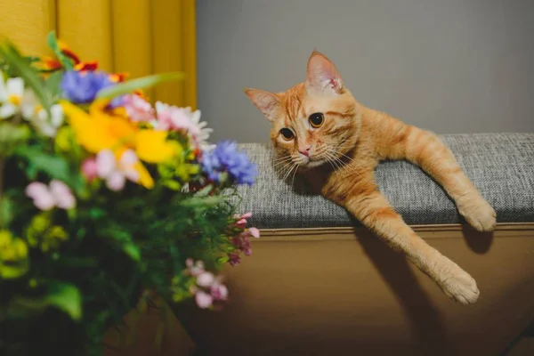 O gengibre caça em umas flores — Fotografia de Stock