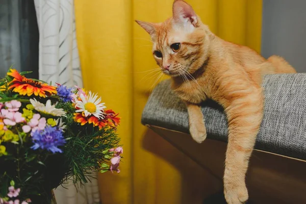 Zencefil bir çiçeklere AVI — Stok fotoğraf