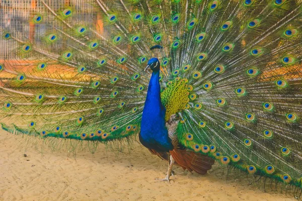 Pavão abriu as asas — Fotografia de Stock