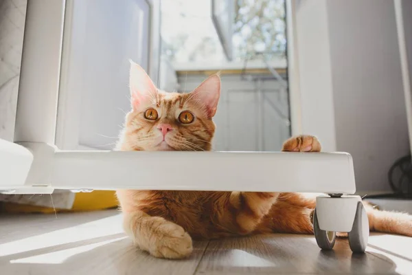 Gato de gengibre joga com cadeira branca — Fotografia de Stock