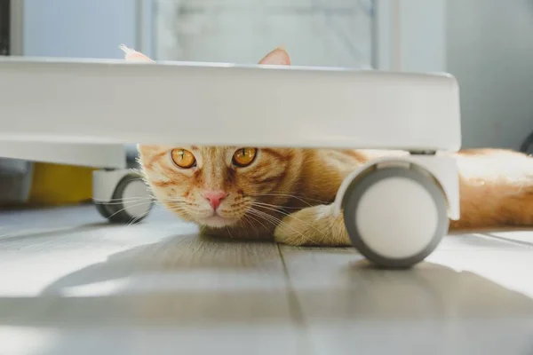 Zencefil kedi beyaz sandalye ile çalış — Stok fotoğraf