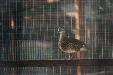 kafeste yalnız ördek