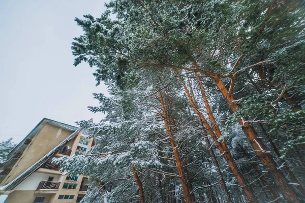 Conifères Dans Neige — Photo