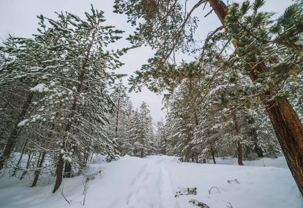 Naaldbomen Sneeuw — Stockfoto