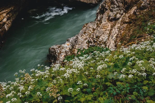 flowers near of river in mountains