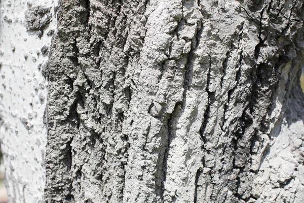 木の質感背景 — ストック写真