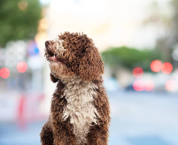 Hundvalp poserar — Stockfoto