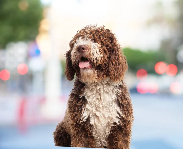 Poz köpek yavrusu — Stok fotoğraf