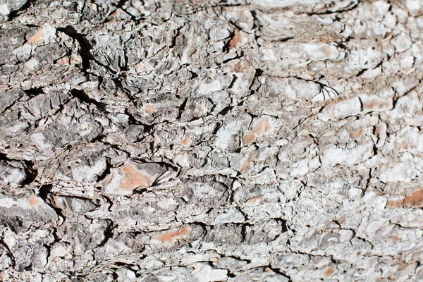 Textura cálida de madera —  Fotos de Stock