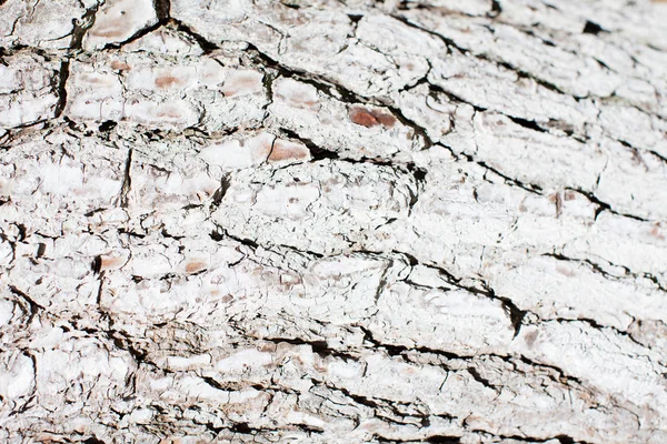 Textura cálida de madera —  Fotos de Stock