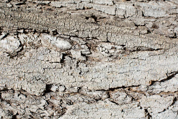 Textura cálida de madera —  Fotos de Stock