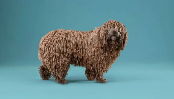 スタジオでドレッドヘア子犬犬 — ストック写真