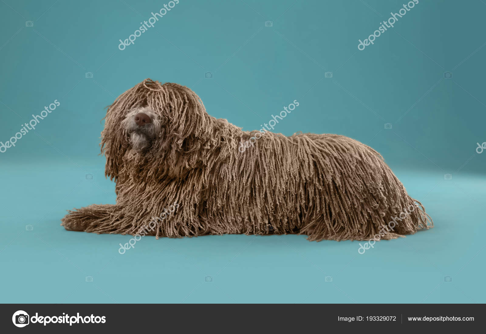 Dreadlocks Puppy Dog Studio — Stock Photo © kues #193329072
