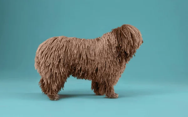 スタジオでドレッドヘア子犬犬 — ストック写真
