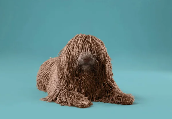 スタジオでドレッドヘア子犬犬 — ストック写真