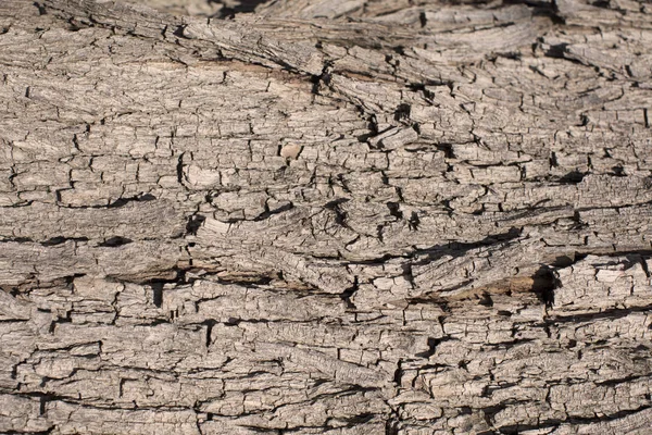 Warm Tree Wood Texture — Stock Photo, Image