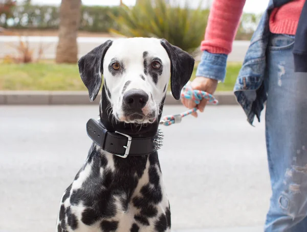 Senior Vrouw Lopen Met Een Dalmatische Hond — Stockfoto