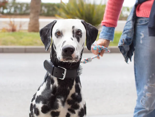 Dalmaçyalı Köpek Ile Kadın Kıdemli — Stok fotoğraf