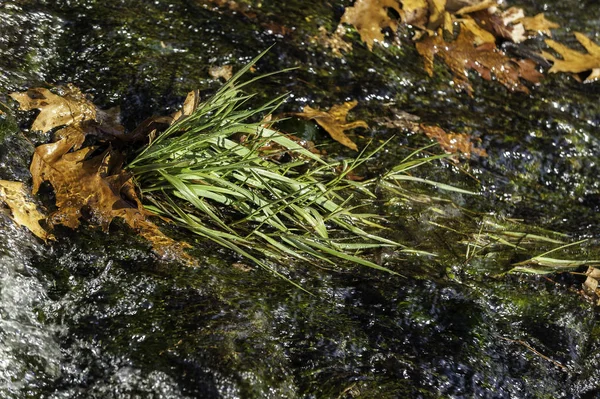 Bent weeds rushing water