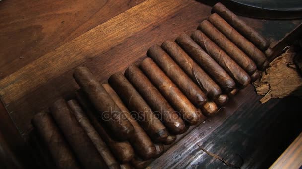 Person produces a cigar in Punto Cana, Dominican Republic. — Stock Video
