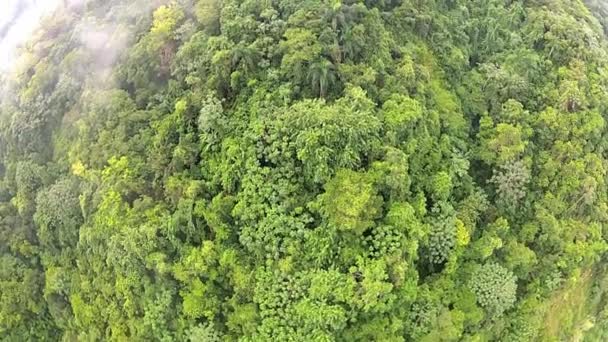 Vista aerea sulla foresta tropicale di Puerto Plata, Repubblica Dominicana . — Video Stock