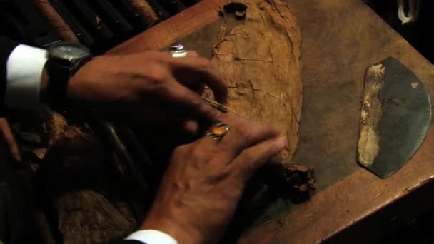 Person producerar en cigarr i Punto Cana, Dominikanska Republiken. — Stockvideo